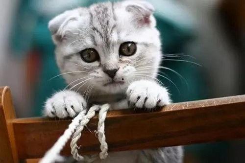 三个月的猫吃瓜视频,三个月猫咪吃瓜视频大盘点