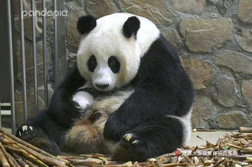 昭美大熊猫吃瓜视频,萌态十足引网友热议