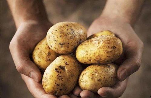 土豆bug直播吃瓜视频,揭秘网红幕后故事