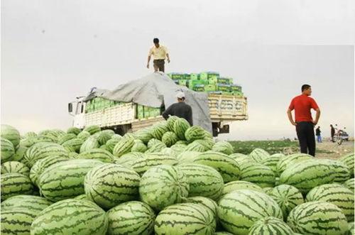 南北吃瓜最新视频,最新视频带你领略地域美食差异