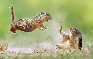 动物世界吃瓜群众视频,吃瓜群众视角下的趣味食性揭秘