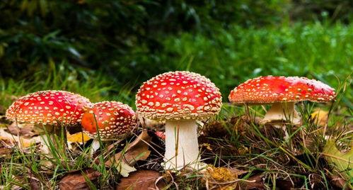 吃瓜官网蘑菇视频在线播放,吃瓜官网热门在线播放，尽享精彩瞬间