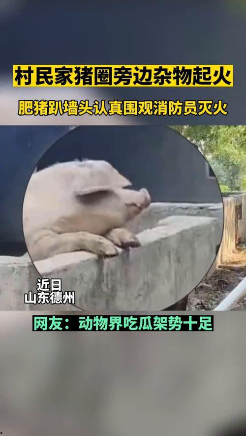 喂狗吃瓜群众视频播放,狗狗吃瓜场面萌翻网友