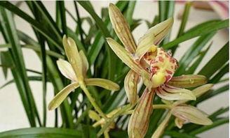 兰花吃瓜视频大全,趣味横生的兰花美食时光