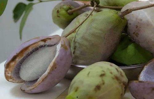 八月瓜小狗可以吃吗视频,八月瓜小狗能否食用，视频解析宠物饮食安全