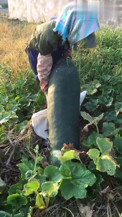 吃瓜吃不到时视频,当瓜不再唾手可得