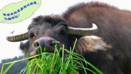 大瓜吃牛骨头视频大全图片,趣味视频大盘点