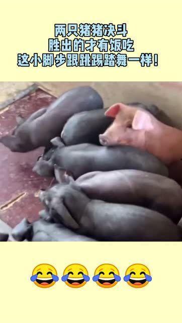 悉尼小猪猪吃瓜事件视频,萌态可掬引网友热议