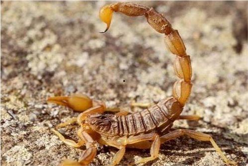 有人被蝎子吃瓜视频,紧急救治引关注