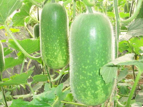 旅游云南吃瓜视频大全,吃瓜视频大全带你领略风味云南