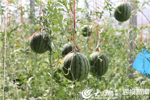 韩城二球吃瓜事件视频,一场引发热议的网络风波