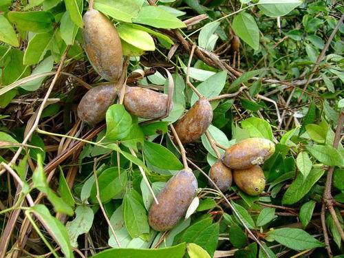 农村吃八月瓜视频,农村田园生活新体验