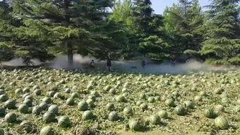 河北美术学院吃瓜视频,揭秘校园生活趣味瞬间