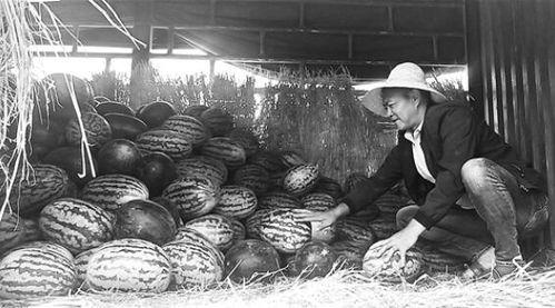 长圩吃瓜群众事件视频,一场网络舆论的风暴与反思