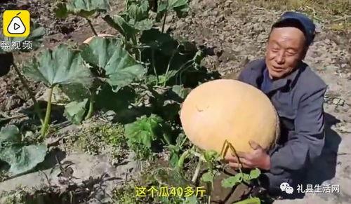 陇南吃瓜事件视频最新版,最新视频揭露惊人真相